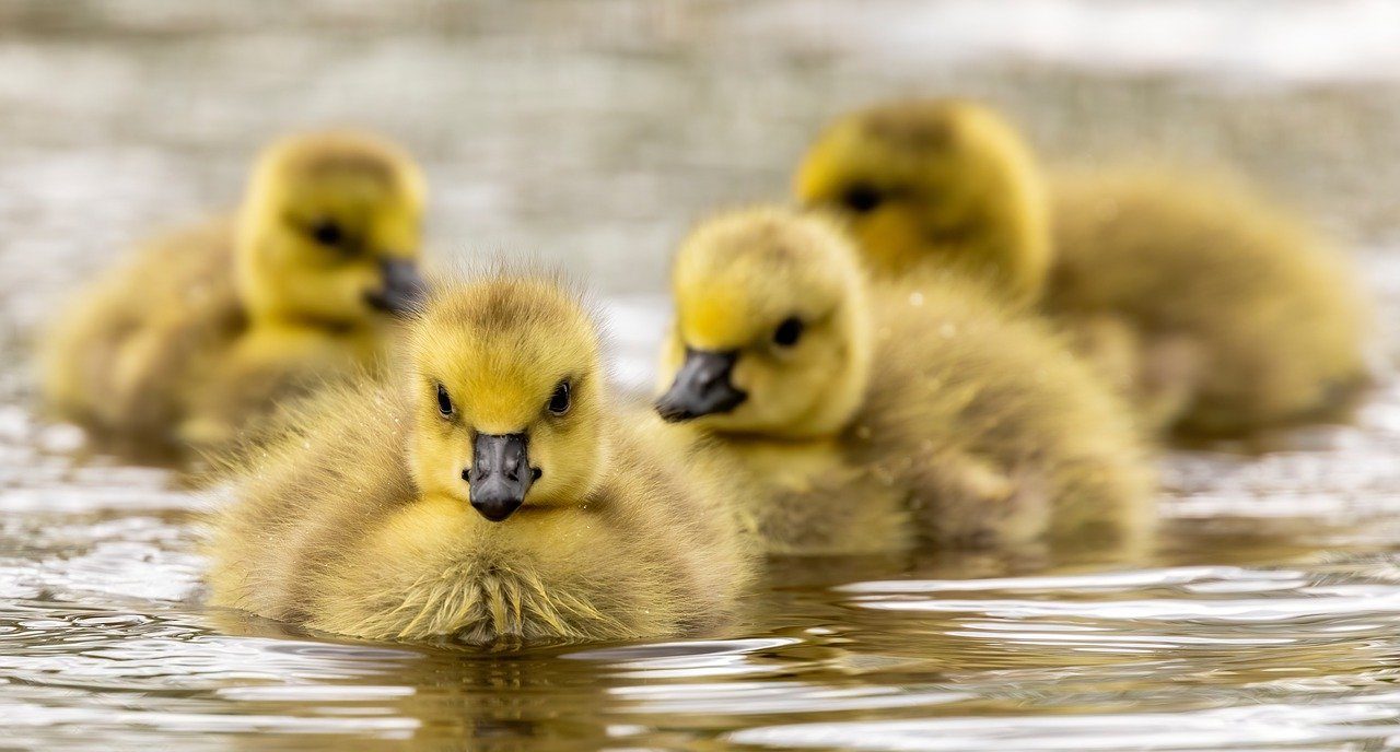 A flock of baby geese